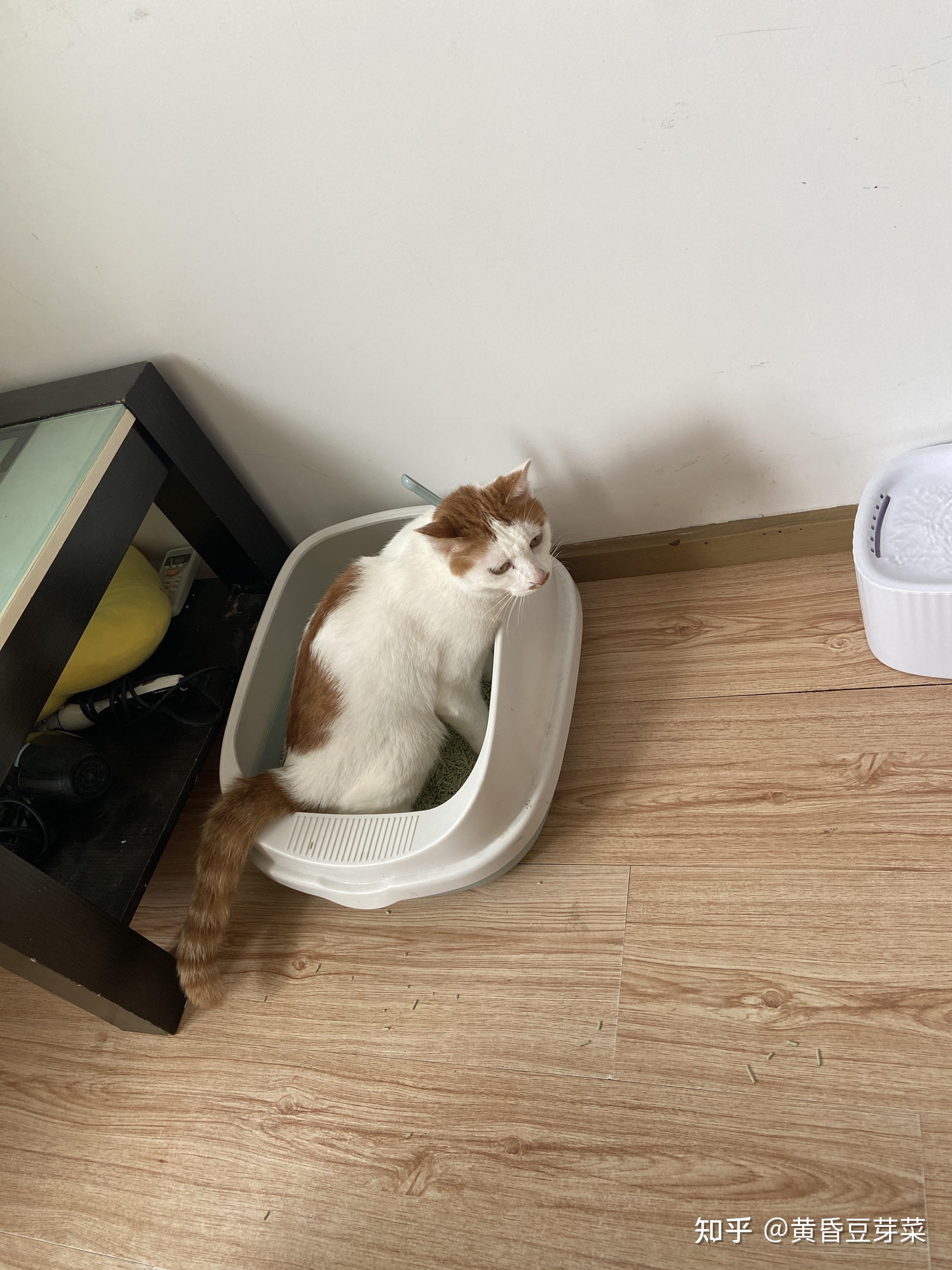 首次养猫疑似尿闭的情况怎么办