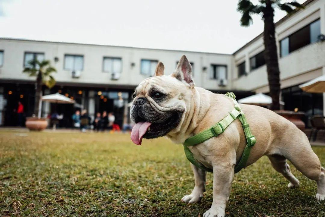 家犬长青长白爱发电图片