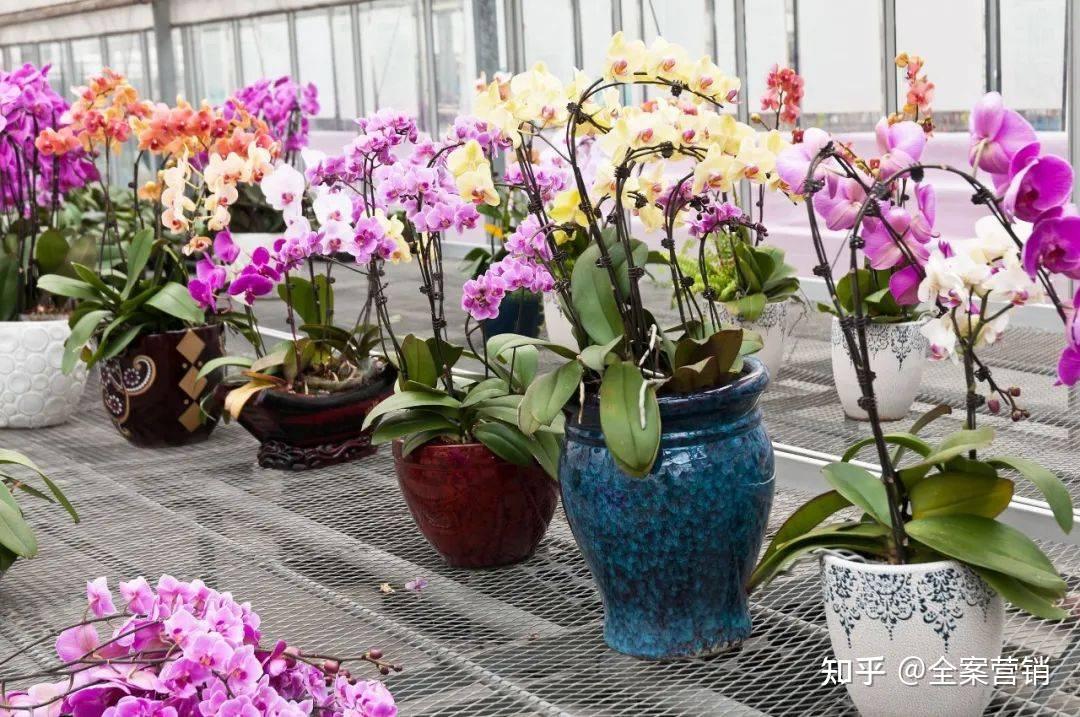 争创天府旅游名县|新年相聚华蓥的君兰天下,有趣又有味!