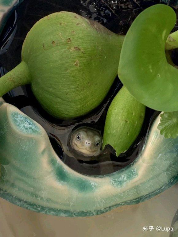 按价格排序常见观赏龟类推荐（水龟篇） - 知乎