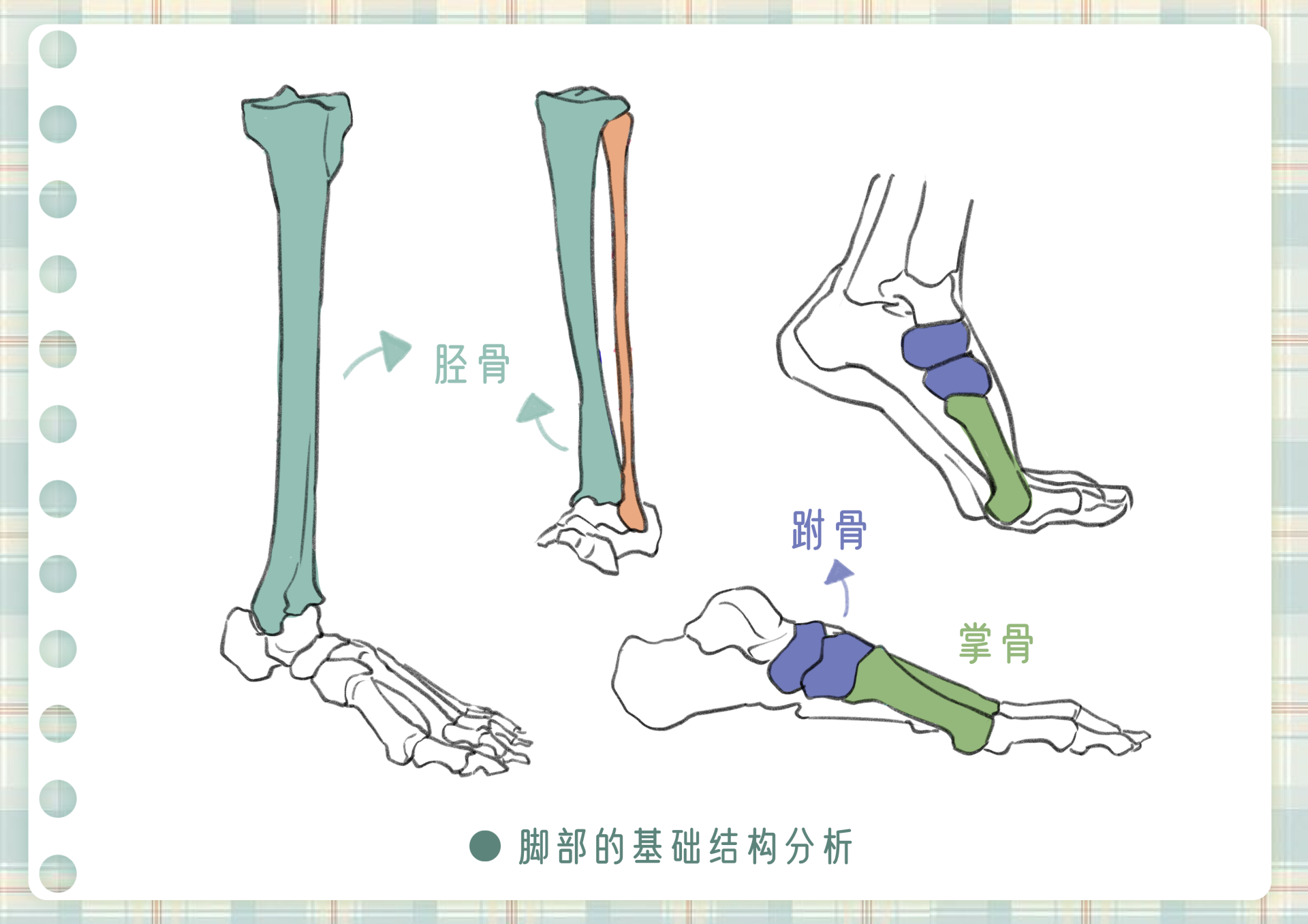 4 个脚部绘制技巧!帮你攻克画脚难题 - 知乎