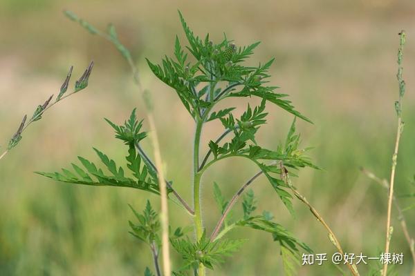 科学 临床前研究显示母体可将过敏传递给后代 知乎 科学 临床前研究显示母体可将过敏传递给后代 知乎