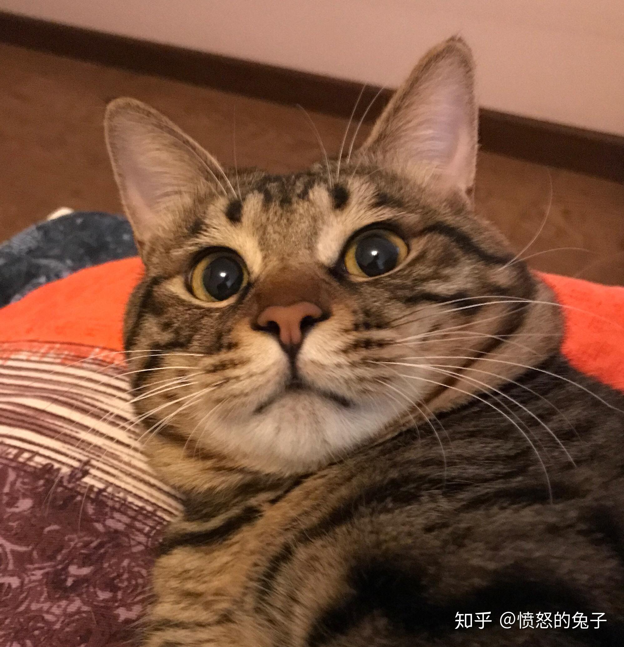 为什么狸花猫看起来很精明霸气?