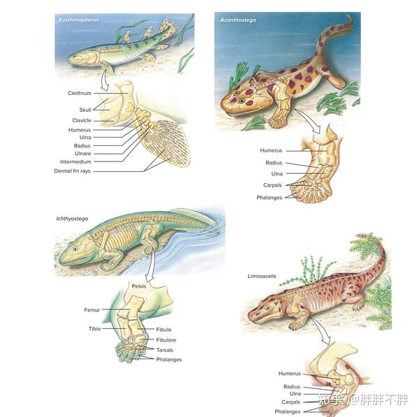 生物学笔记 · 现代两栖动物 - 知乎