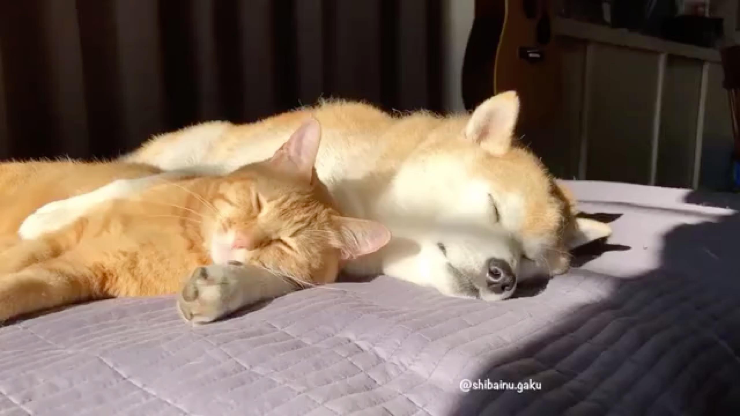 事实证明,无论多小的盒子,猫咪都想钻