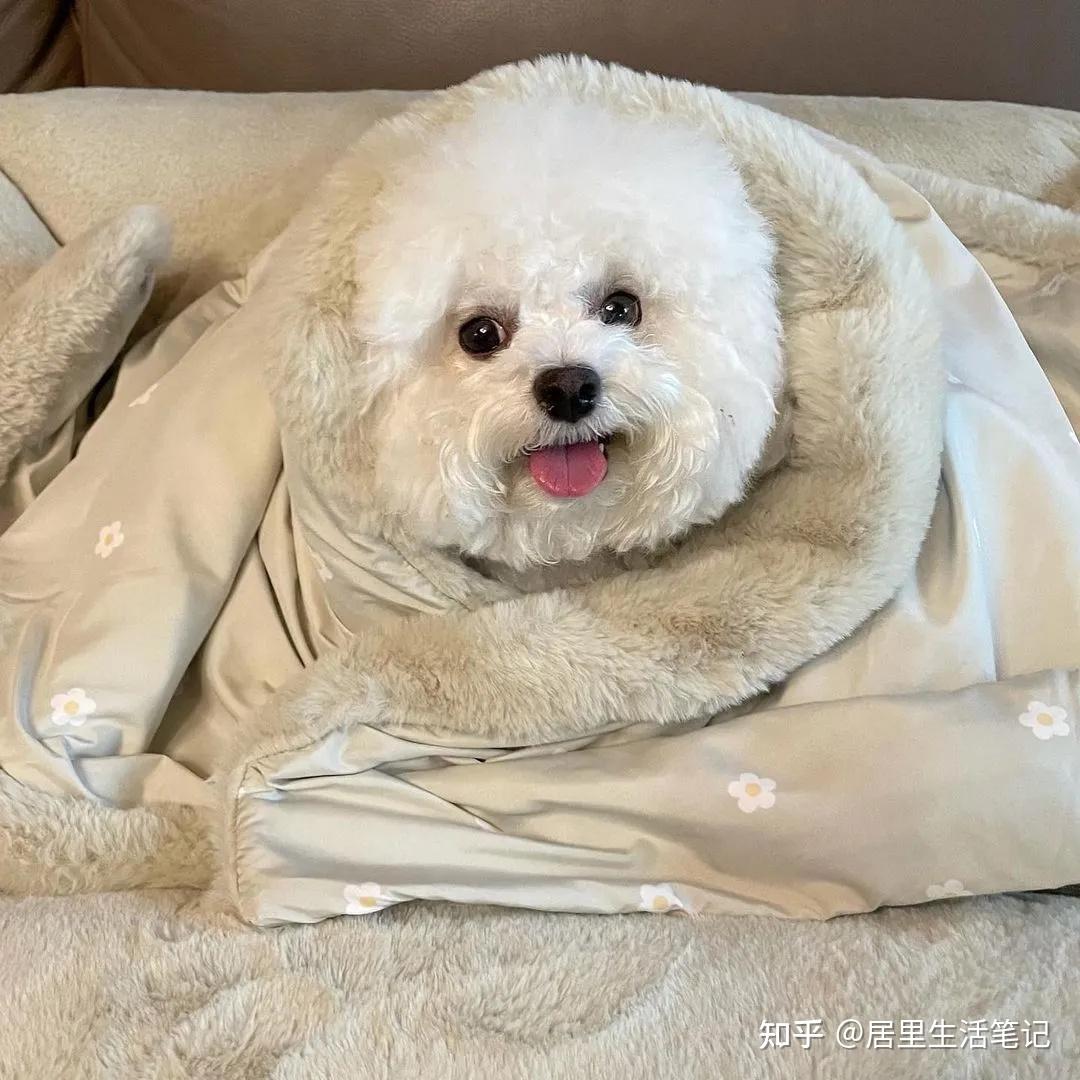 韩国快乐小奶狗爆红网络!看完心都快萌化了! - 知乎