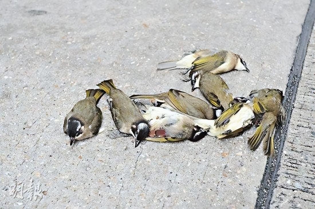 城市鸟类的隐形杀手：揭秘鸟撞现象！ 知乎