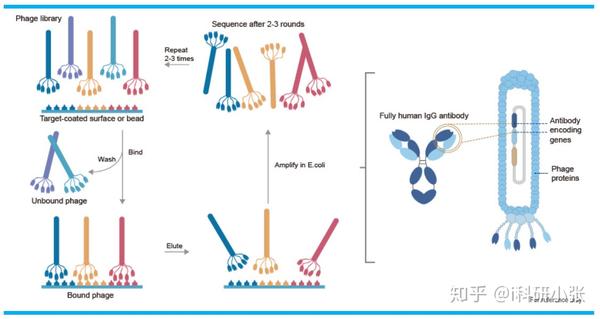 【实验视频】噬菌体展示技术(原理篇)