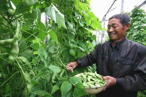 紫花油豆角栽培及病虫害防治技术 知乎