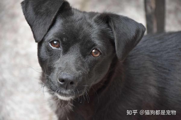 黑狗辟邪?为什么很多人不喜欢养黑狗? - 知乎