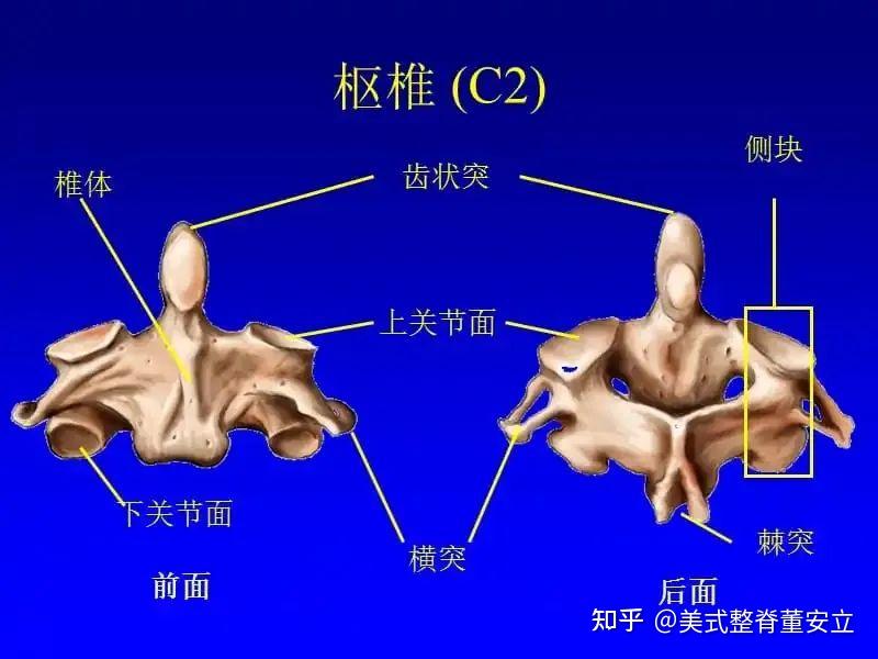 枢椎棘突图片