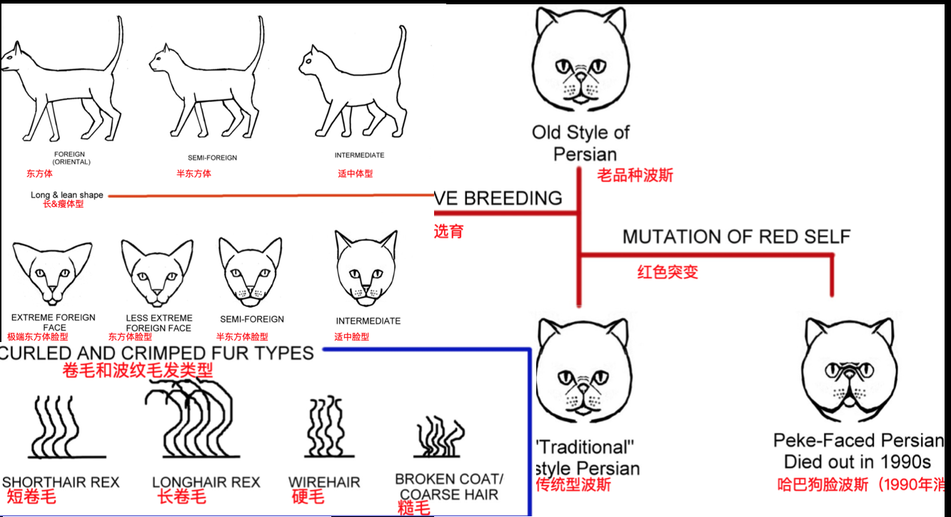 猫咪体型 毛发 身体各部位种类汇编图表 知乎 猫咪体型 毛发 身体各部位种类汇编图表 知乎