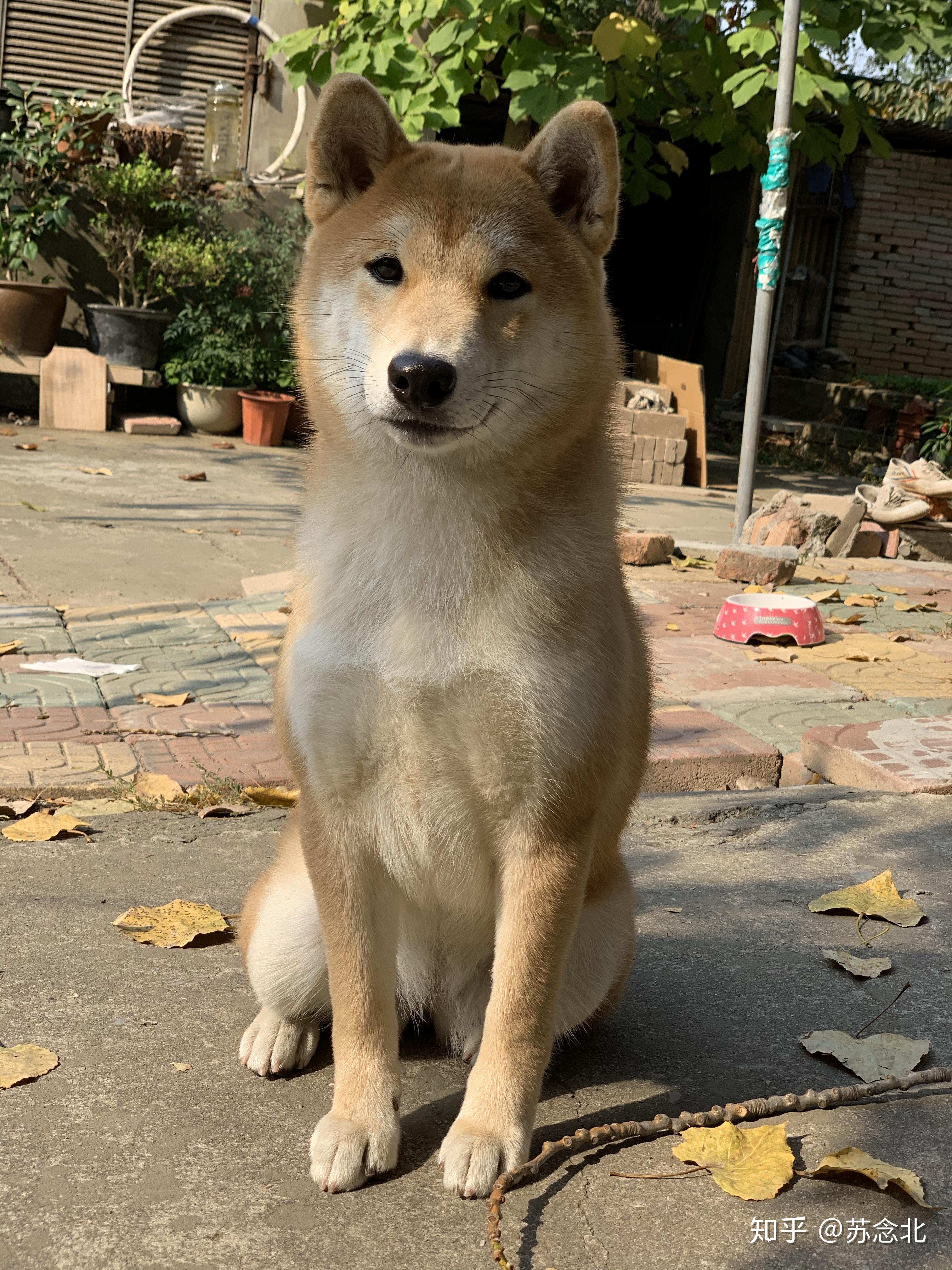 拥有一只柴犬是什么样的体验呢?