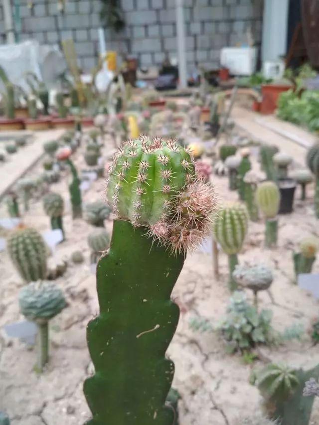 嫁接仙人球真的好看,千奇百怪人人爱!不妨你也试试 - 知乎