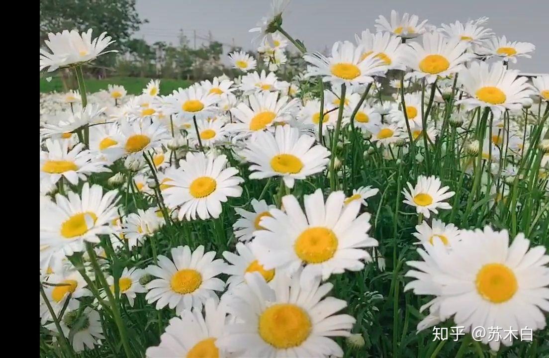 有哪些少女心爆棚的壁纸