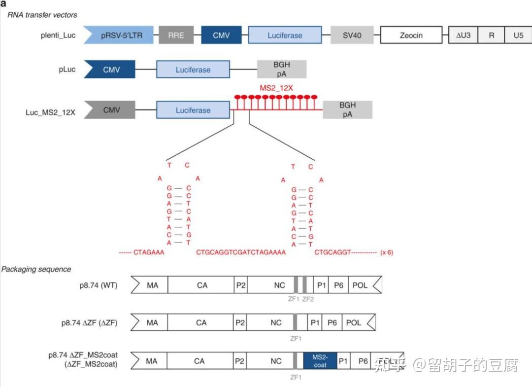 VLP递送Tornado系统表达的circRNA,实现更长久的蛋白表达 - 知乎