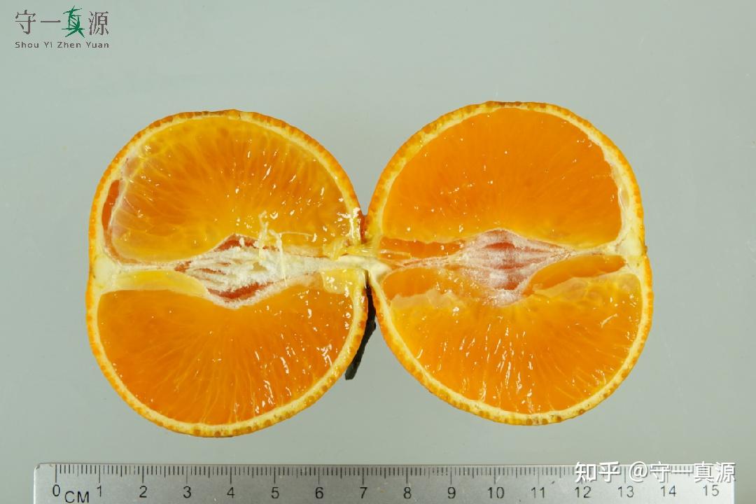 深入浅出聊枳实、枳壳之前生 - 知乎