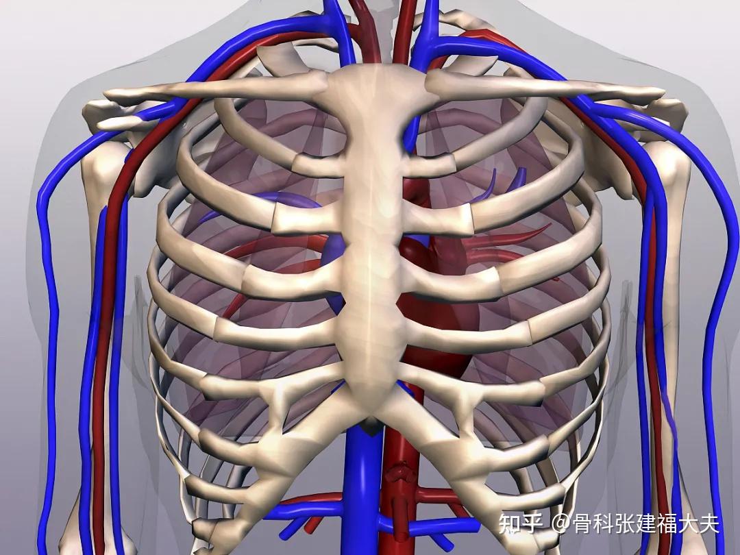 肋骨外翻很性感不注意会影响体态