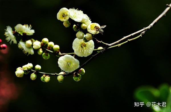 今日立春 立春时分天犹寒 可赏之花有几多 知乎