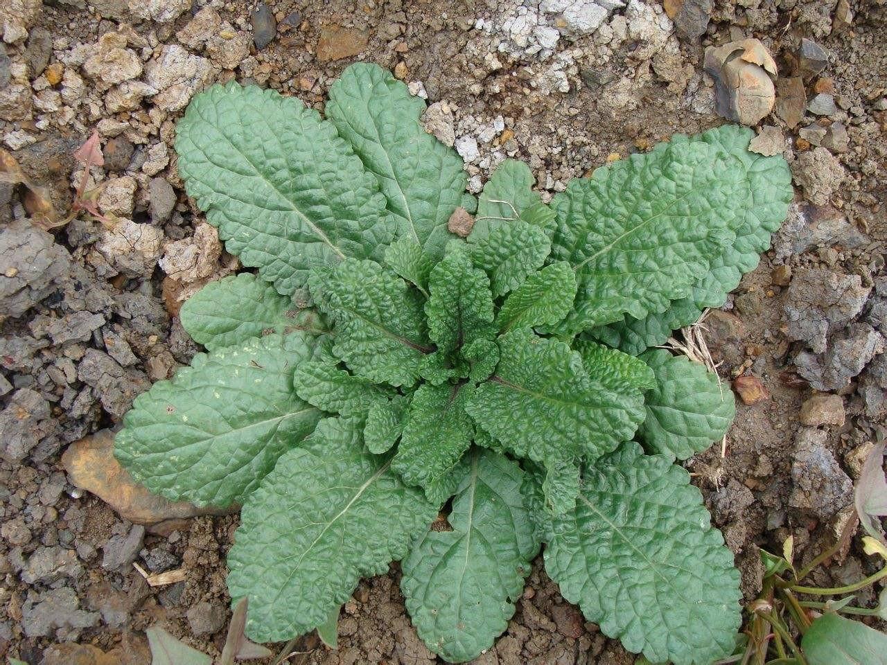 蛤蟆草泡水喝有什么作用吗?