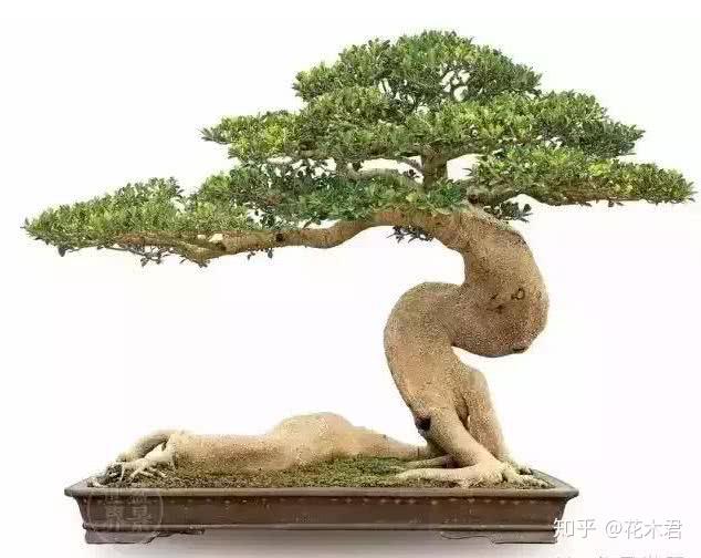 鬼斧神工赏盆景之七卧干式盆景