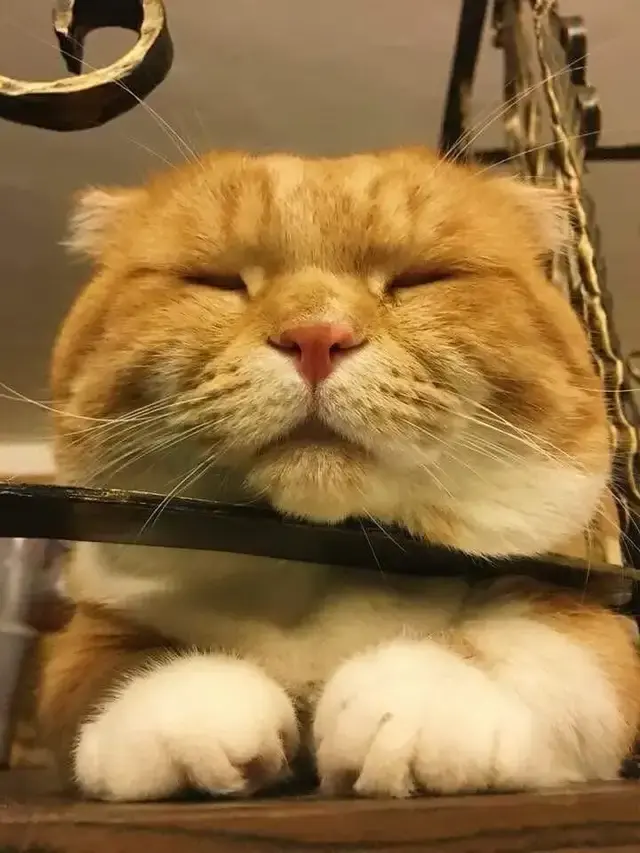 猫咪睡姿太可爱下巴竟然睡出事业线铁栏我的压力好大