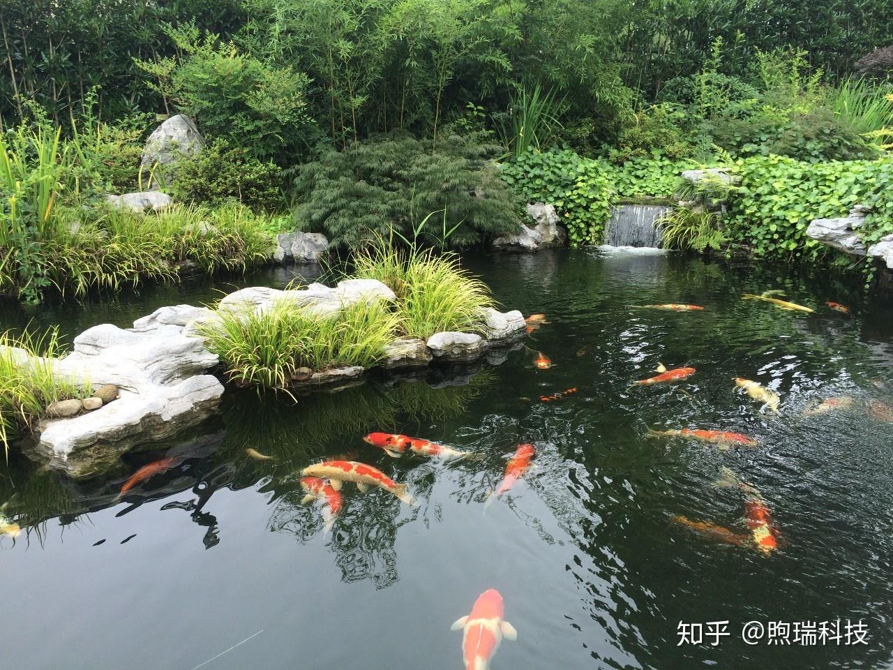 景观鱼池智能高效生态活水系统诞生了让养鱼变得更加简单有趣让池水