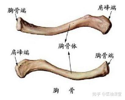 解剖学图谱- 知乎