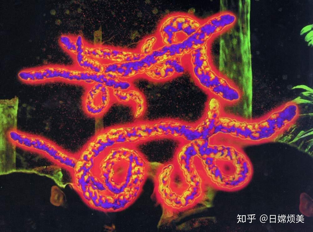 不要问丧钟为谁而鸣 丧钟为你而鸣 第四级病毒