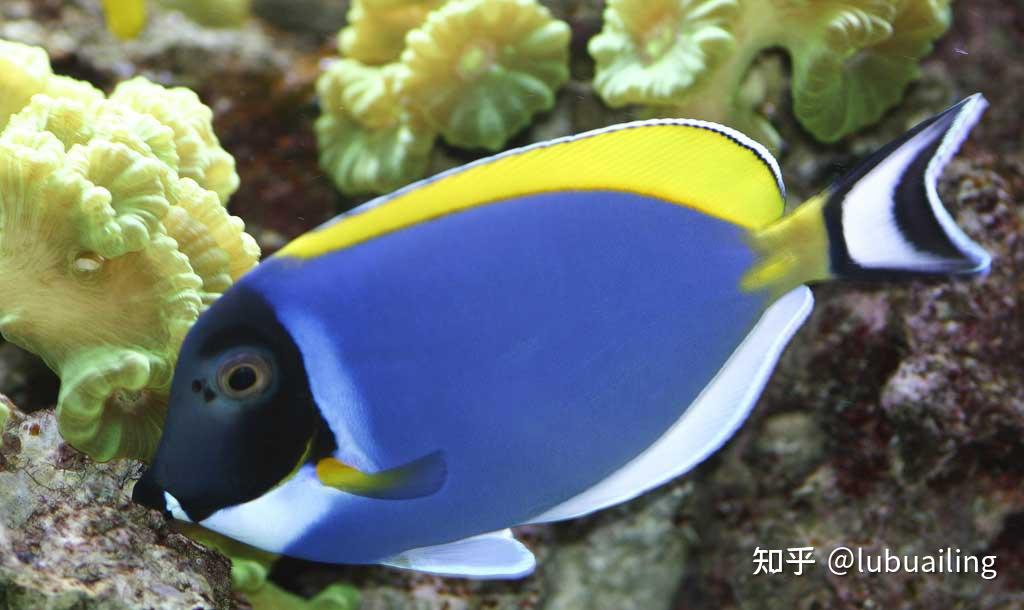 白胸刺尾鱼acanthurusleucosternon