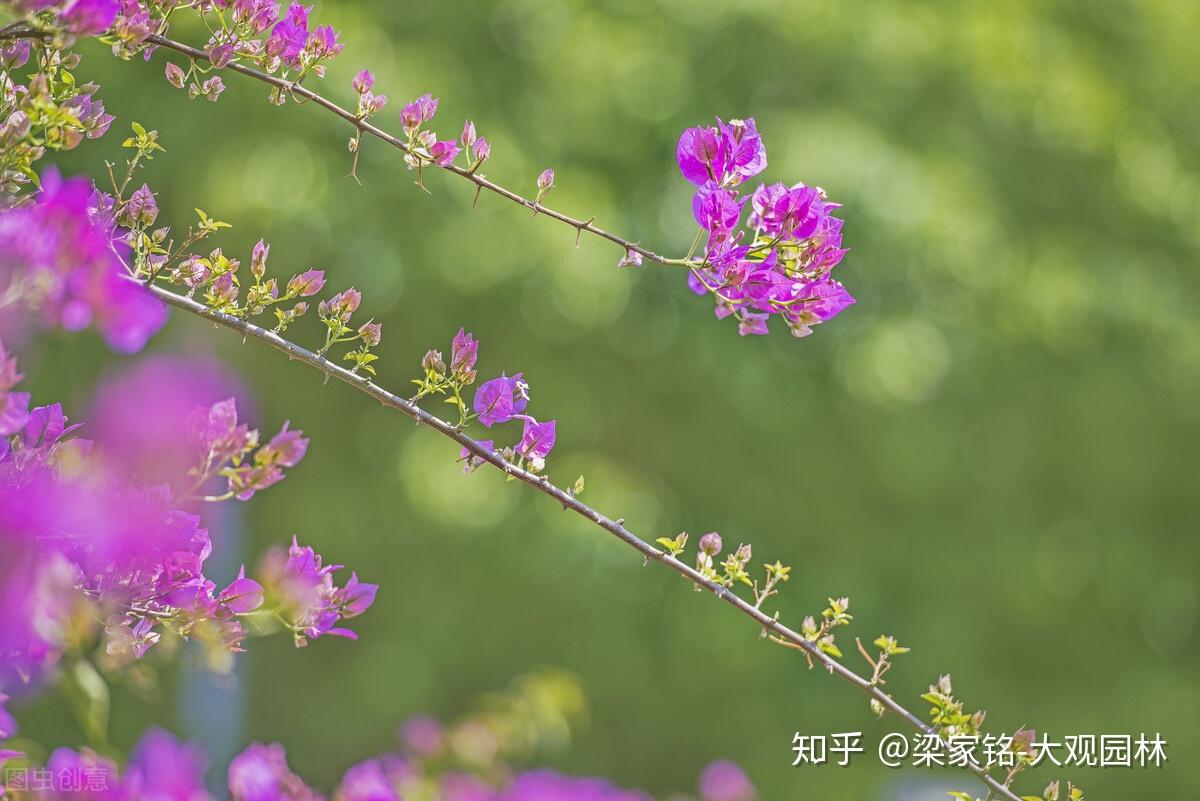 园林作业中,压条育苗技术是如何操作的? - 知乎