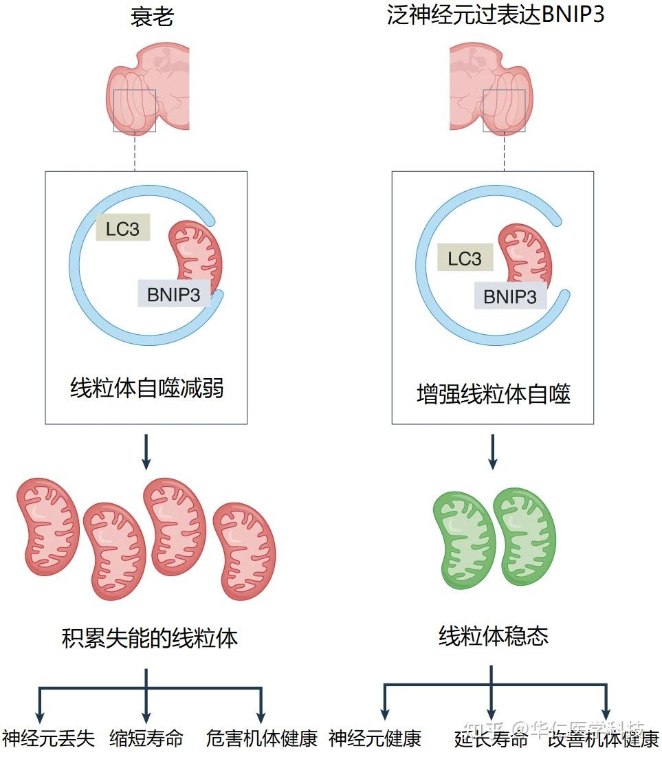 线粒体功能障碍是脑老化的基本特征之一,bnip3蛋白可诱导线粒体自噬