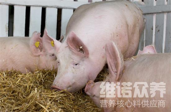 养母猪怎么养,后备母猪各阶段用料配方 - 知乎