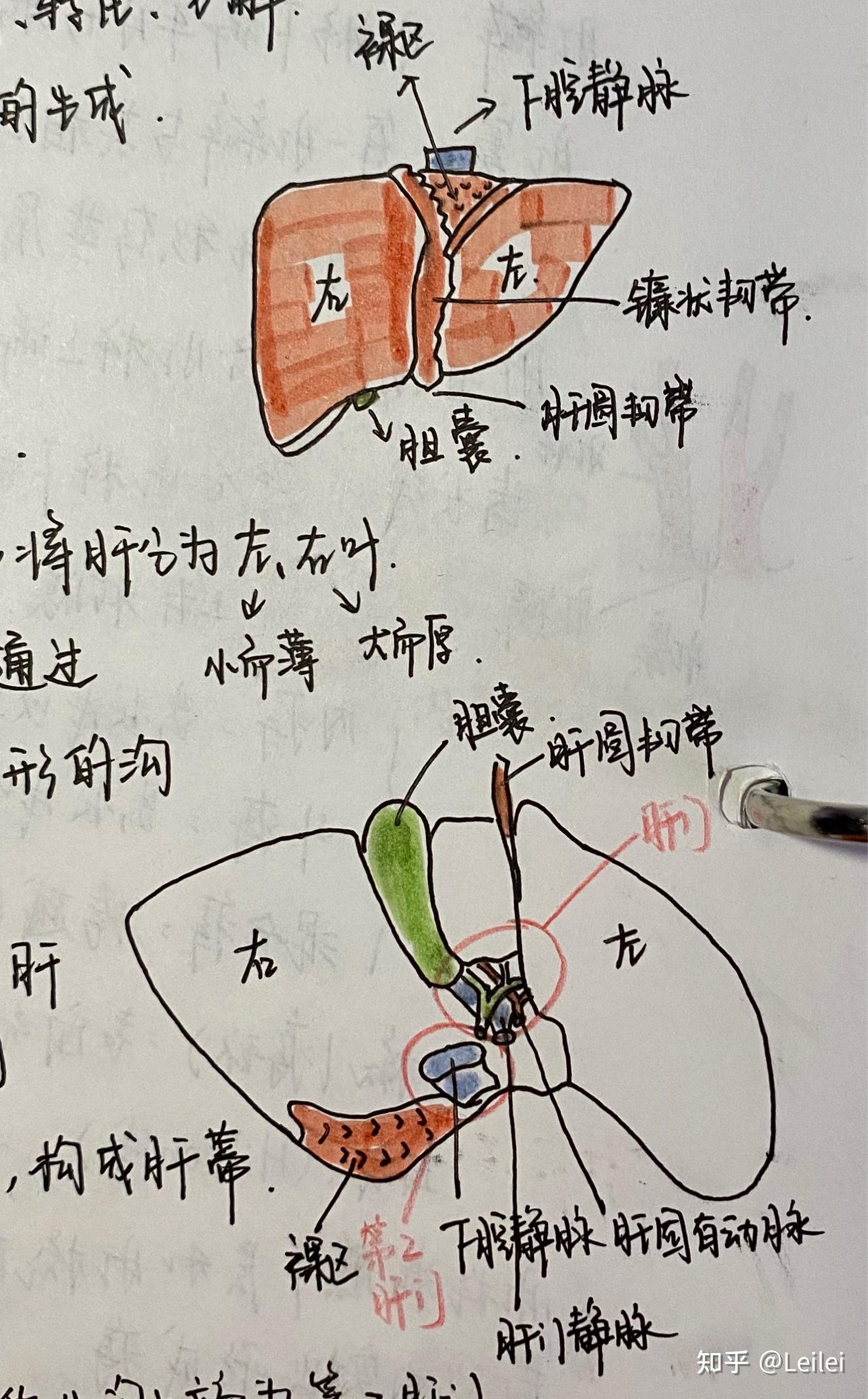 oddi括约肌痉挛图片