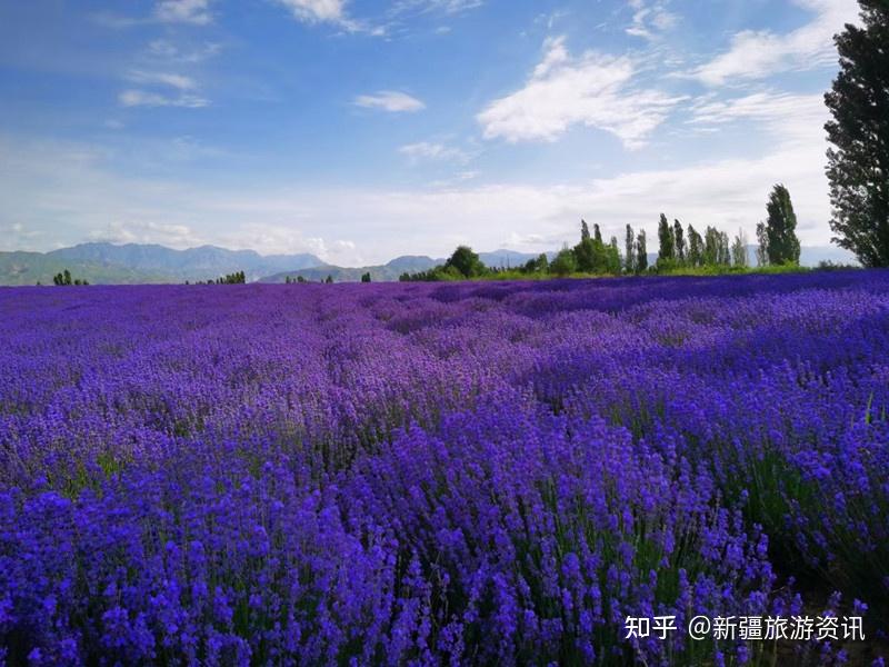 (大西溝鄉可持續到7月2日)出片攻略在薰衣草花海里怎麼拍大片?