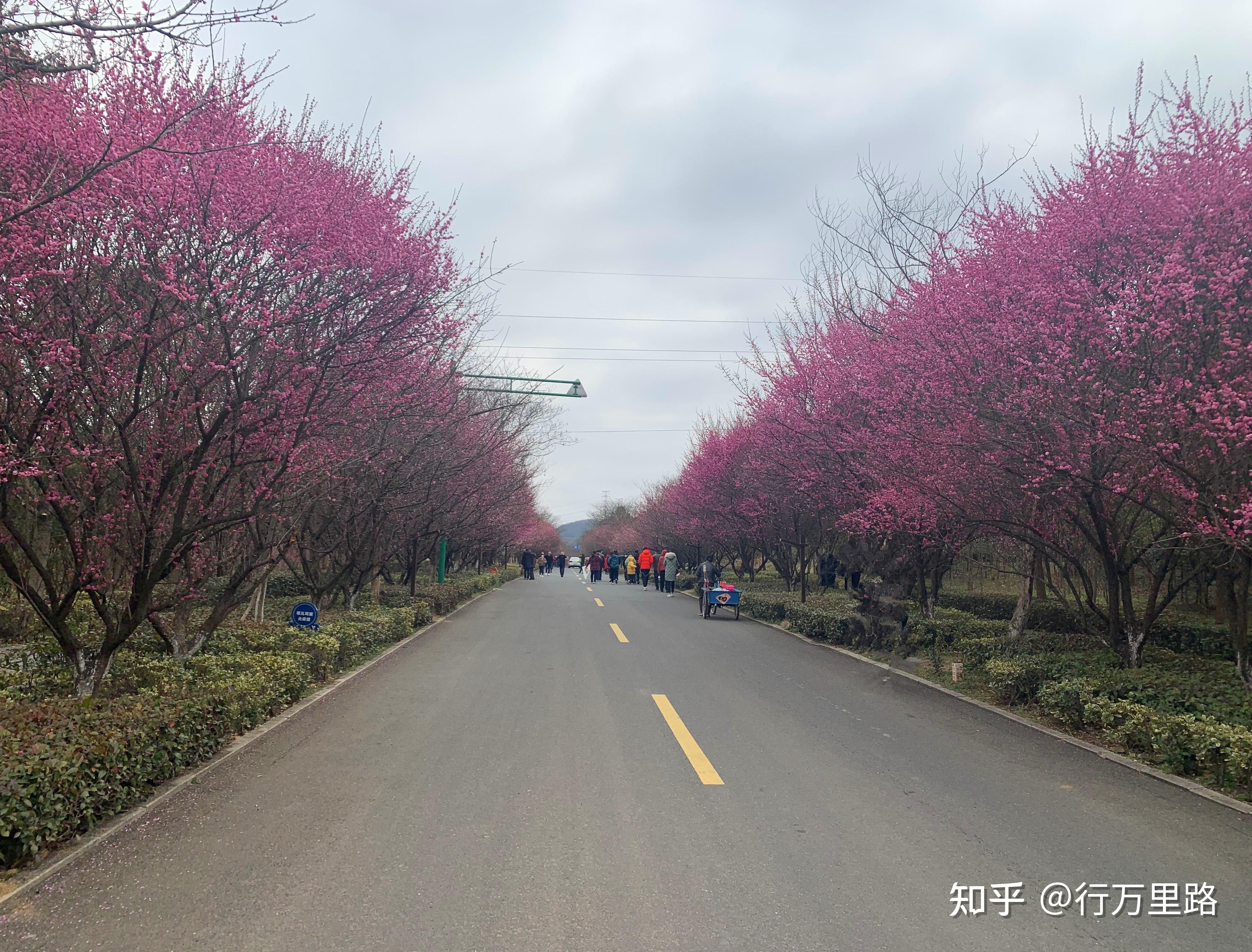 鄂州市市花图片