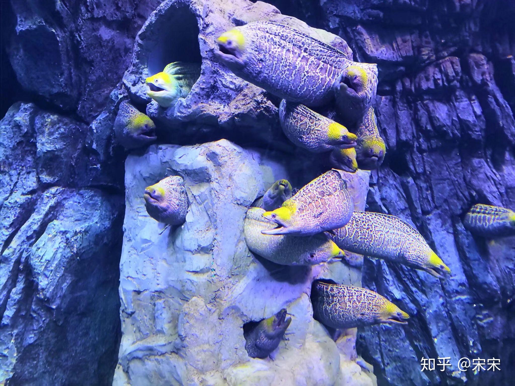 珠海长隆海洋王国怎么样 - 知乎