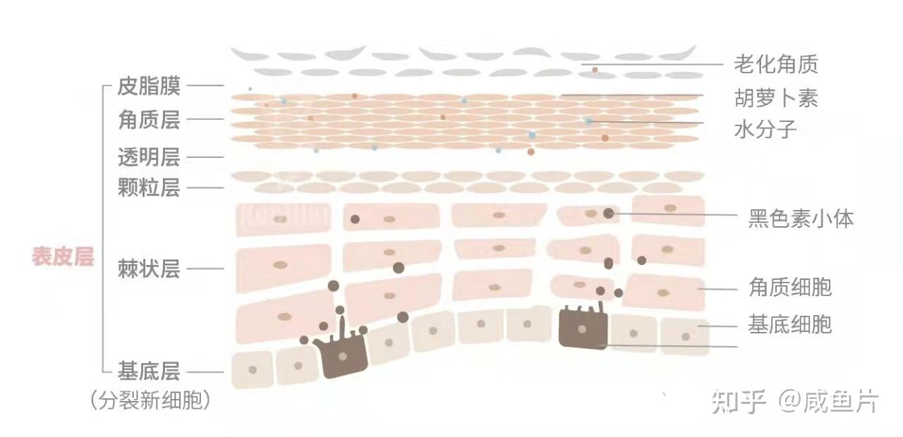 人体最大的器官—皮肤，你知道它的作用有多大吗？ - 知乎