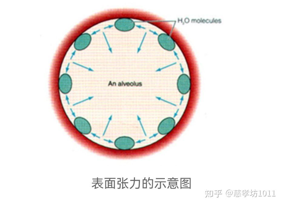 物理知识:表面张力