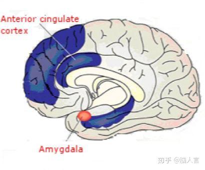 鼠年说鼠丨老鼠为何关心他鼠——共情产生的神经机制 - 知乎