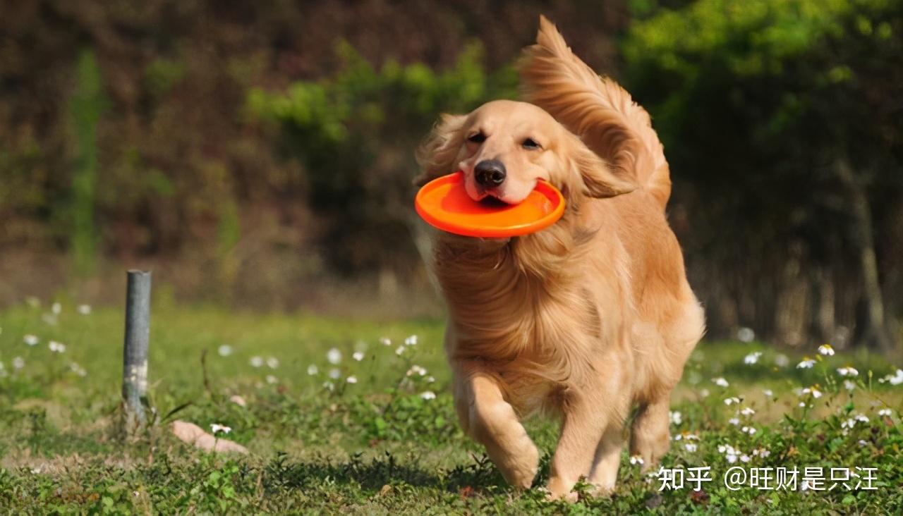 狗狗有这些表现都是因为智商太高了