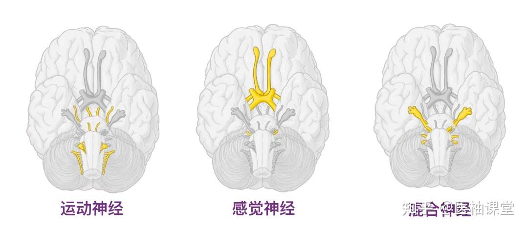 人体解剖学基础: 人体十二对颅神经 - 知乎