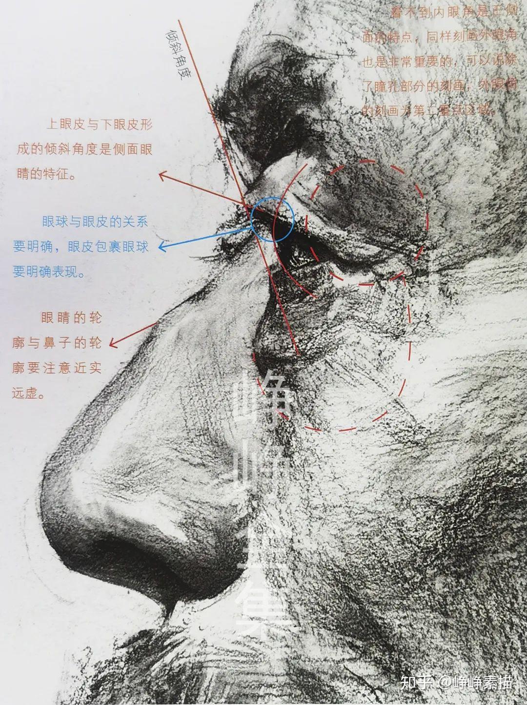 侧面眼睛如何塑造