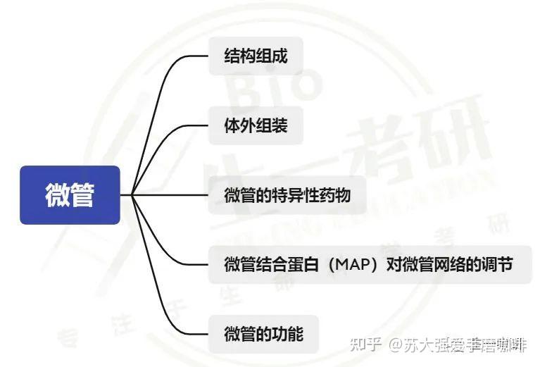 细胞生物学思维导图-细胞骨架(微管、中间丝) - 知乎