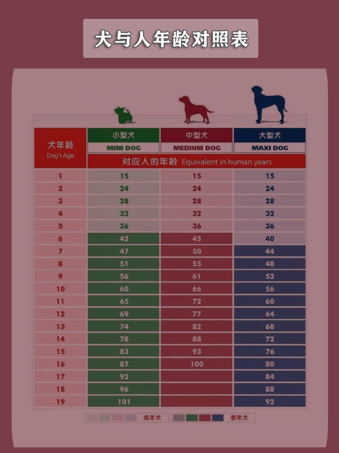 铲屎官小课堂犬类与人类的年龄换算方法