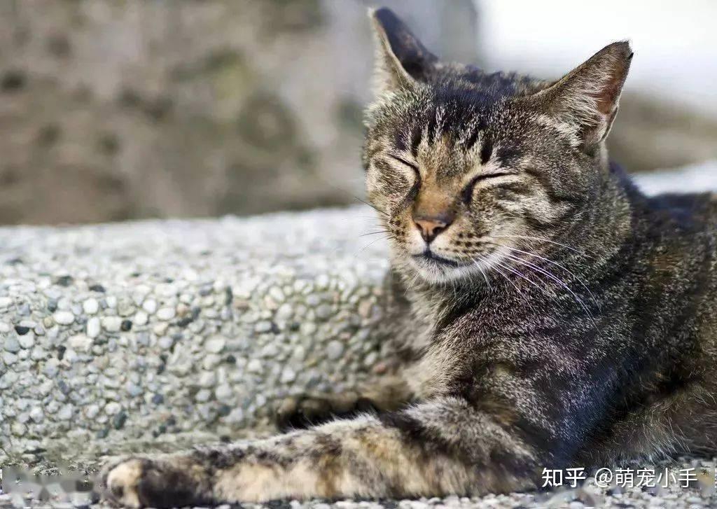 狸花猫这么优秀,但养的人不多,为什么? - 知乎