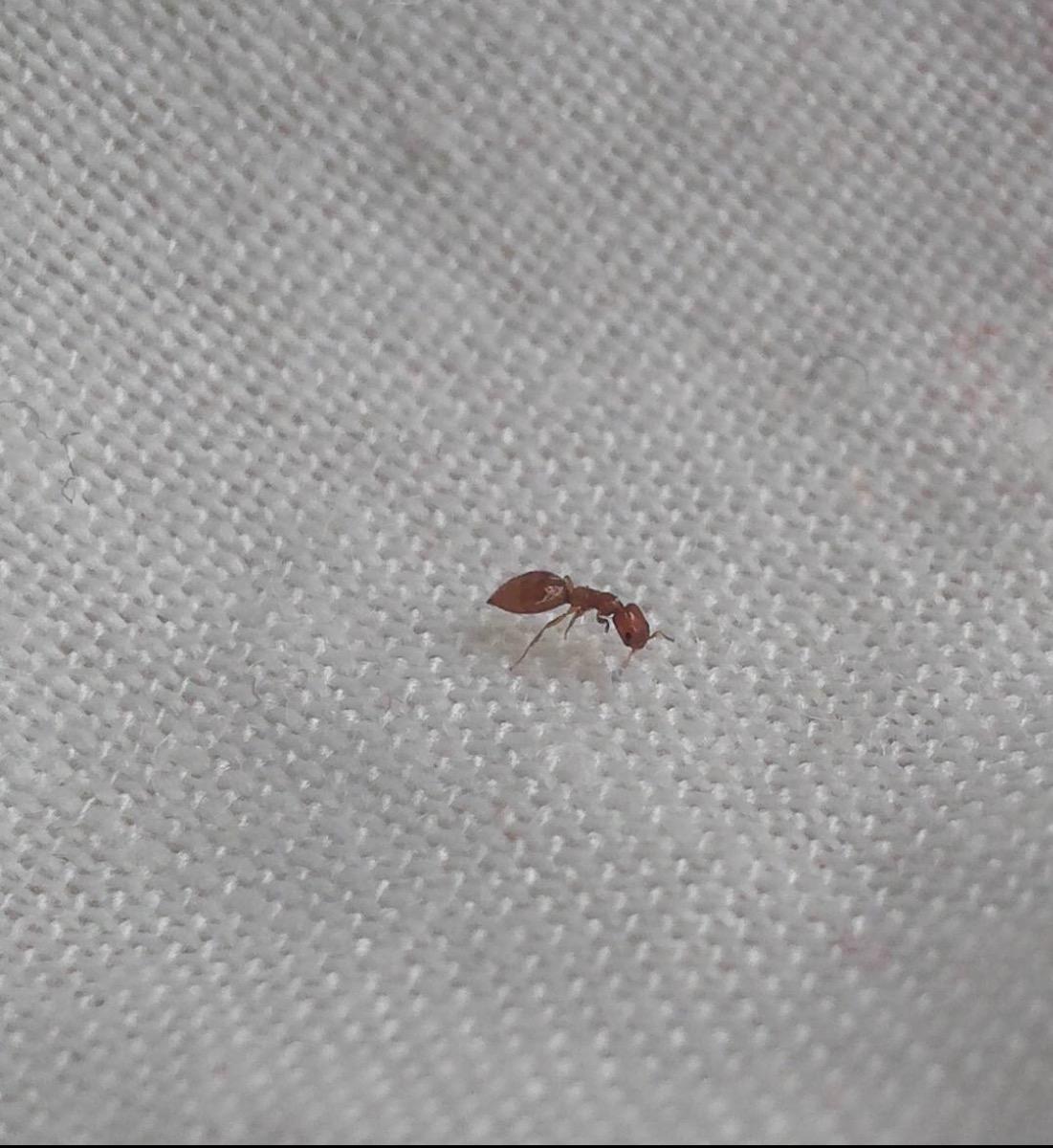 说一说被肿腿蜂咬的经历和消灭过程