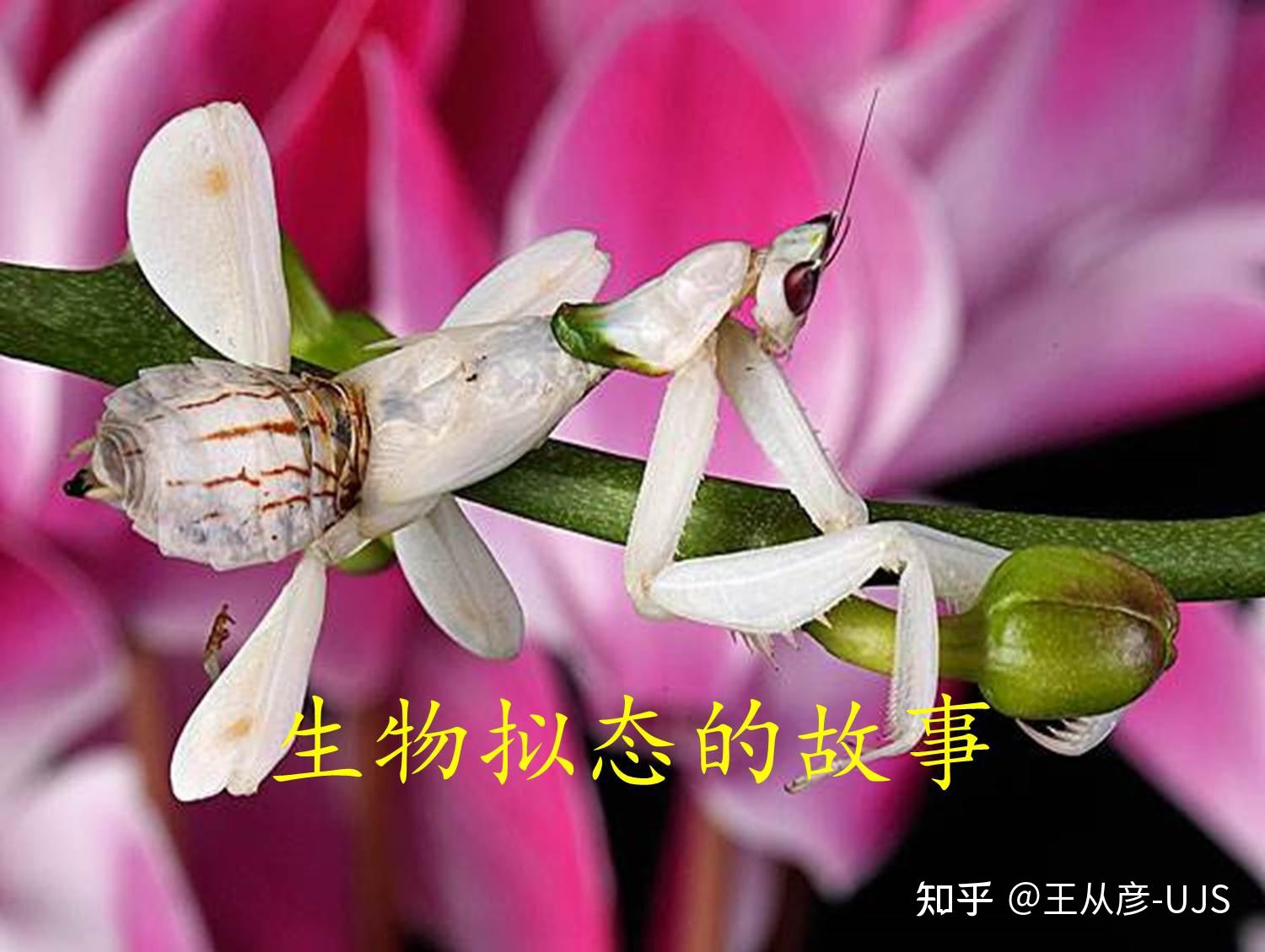 生物拟态/保护色/警戒色图汇