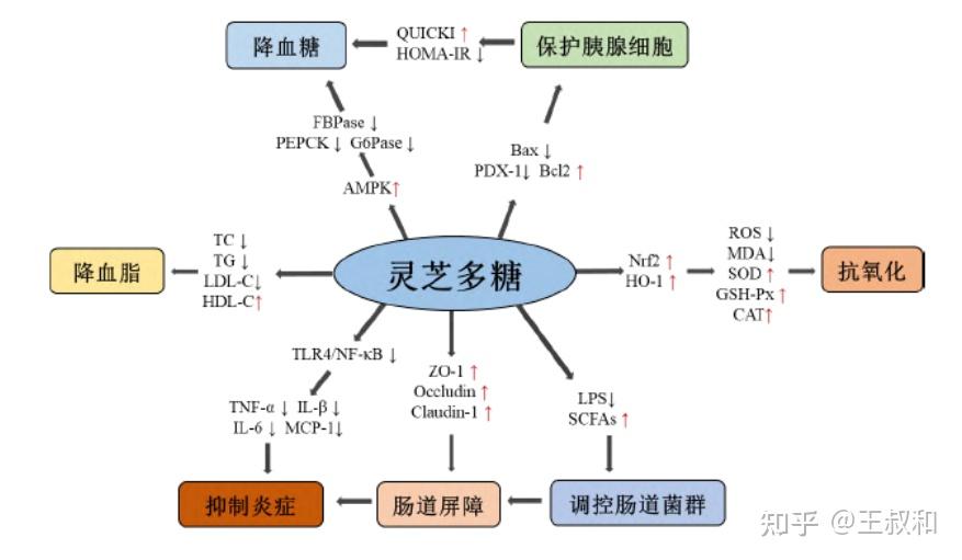 王叔和64灵芝多糖的降糖作用机制可能是通过活化单磷酸腺苷激活的