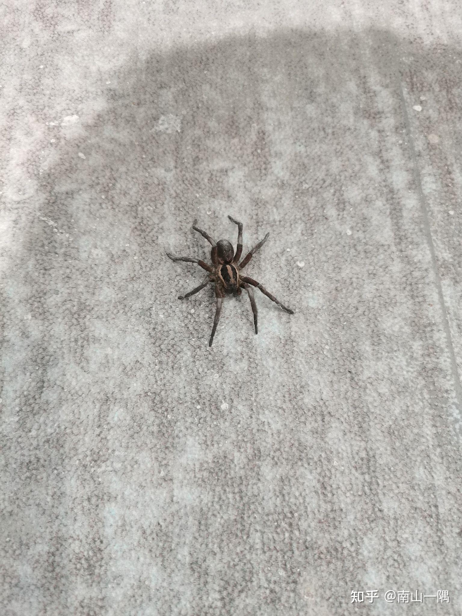 求一蜘蛛的名字